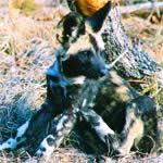 Wild dog  puppy in sabi